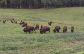 Bison Wiese, © Kogelhof Eine Herde Bisons grast auf einer grünen Wiese vor einem Wald.