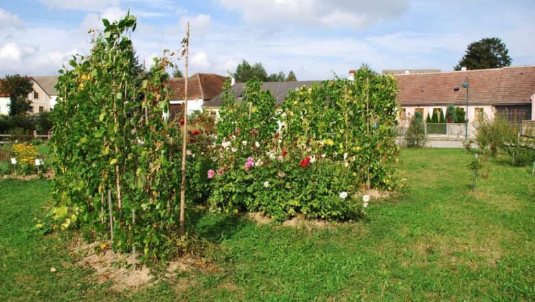 dahlien_bohnen_ausschn_c_kraeuterdorf_merkenbrechts, © Kräuterdorf Merkenbrechts Garten mit Dahlien und Bohnenpflanzen, im Hintergrund Gebäude.