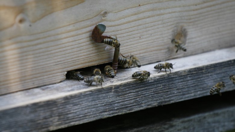 Bienen, © Haselhof Bienen, © Haselhof