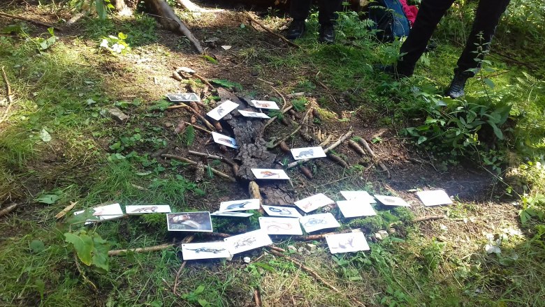 Im Wald, © Waldpädagogik Waldviertel/Roswitha Haghofer Im Wald, © Waldpädagogik Waldviertel/Roswitha Haghofer