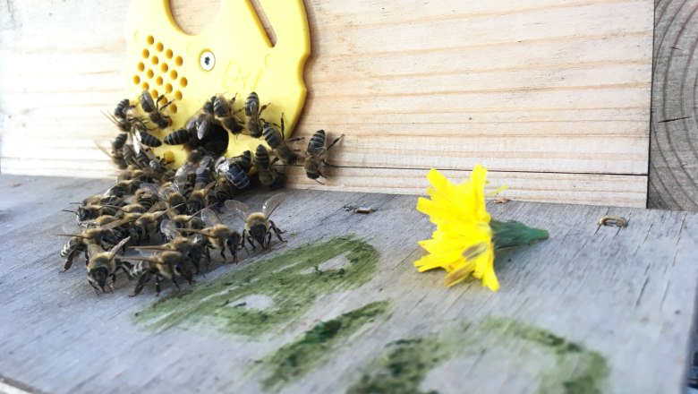 MOSTbee Bio-Honig, © stoefchr.at MOSTbee Bio-Honig, © stoefchr.at