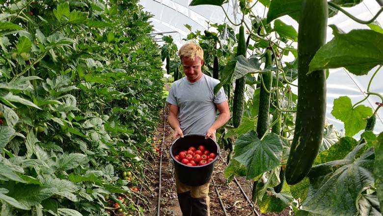 Ernte, © Gutes vom Gutshof Ernte, © Gutes vom Gutshof