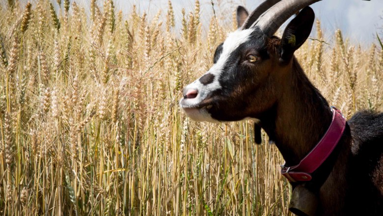 Ziegenwanderung, © Michael Schreiber Wedding Memories Ziegenwanderung, © Michael Schreiber Wedding Memories