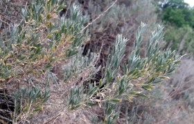 Hornmelde in Goggendorf, © Martin Mann Nahaufnahme von grünen, länglichen Blättern einer Pflanze in einer natürlichen Umgebung.