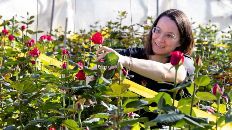 Zoubek-Rosen, © Zoubek Blumen Zoubek-Rosen, © Zoubek Blumen