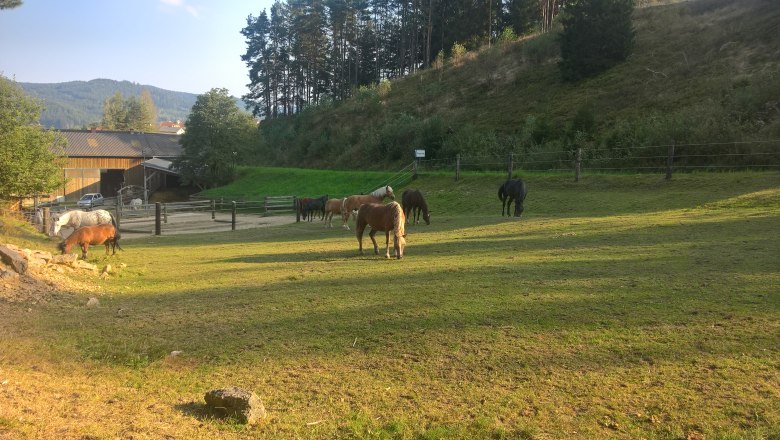 Pferdehof Koppel, © Pferdehof Kurzmann Pferdehof Koppel, © Pferdehof Kurzmann