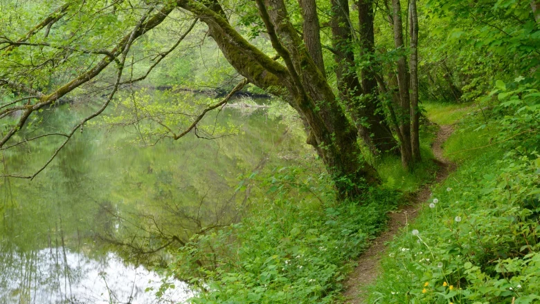 Jägersteig im Kamptal, © Matthias Schickhofer Ein schmaler Pfad führt entlang eines ruhigen Flusses, umgeben von üppigem Grün und Bäumen.