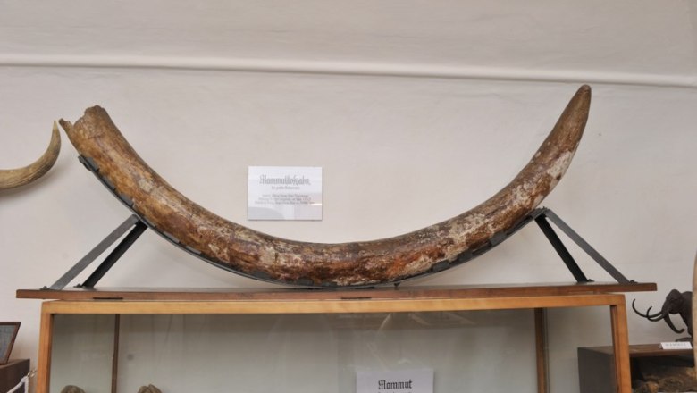 Heimatmuseum Langenlois, © Heimatmuseum Langenlois Mammutstoßzahn im Heimatmuseum Langenlois.