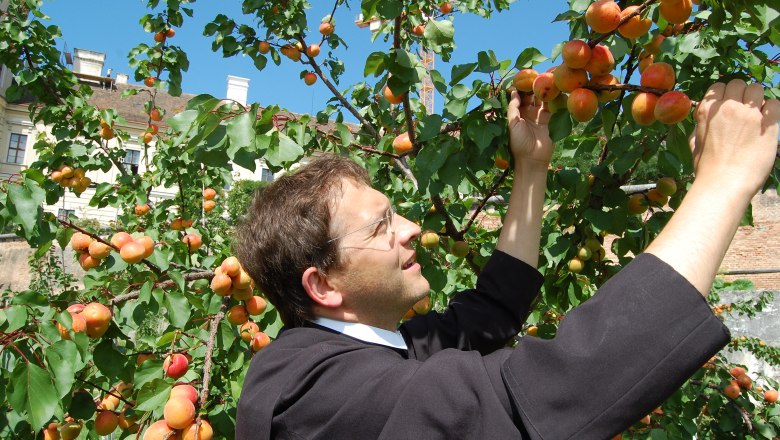 Marillenernte, © Eveline Gruber Marillenernte, © Eveline Gruber