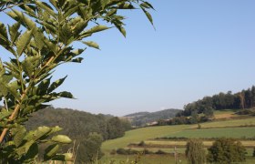 Landschaft bei Gföhl, © Stadtgemeinde Gföhl Landschaft bei Gföhl, © Stadtgemeinde Gföhl