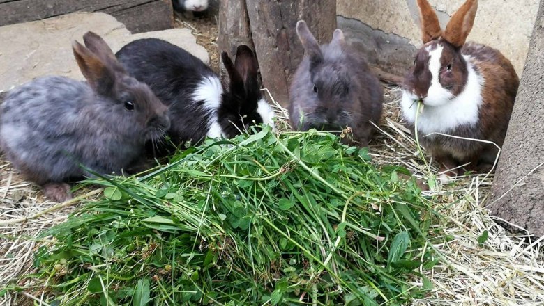 Urlaub am Mayerhof, © Familie Mayer Urlaub am Mayerhof, © Familie Mayer