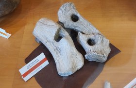 Werkzeug aus Geweih vom Kahlenberger im Musem Mödling, © Jakob Maurer Werkzeug aus Geweih vom Kahlenberger im Musem Mödling, © Jakob Maurer