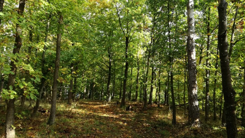 Naturwald beim Klingermausoleum, © Matthias Schickhofer Ein sonniger Waldweg im Naturwald beim Klingermausoleum, umgeben von grünen Bäumen.