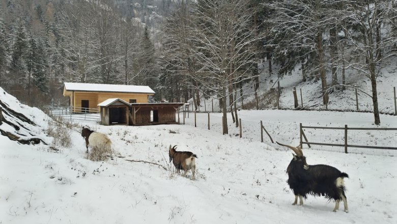 Ziegen im Naturpark, © Marktgemeinde Schwarzau im Gebirge Ziegen im verschneiten Naturpark mit Stall im Hintergrund.