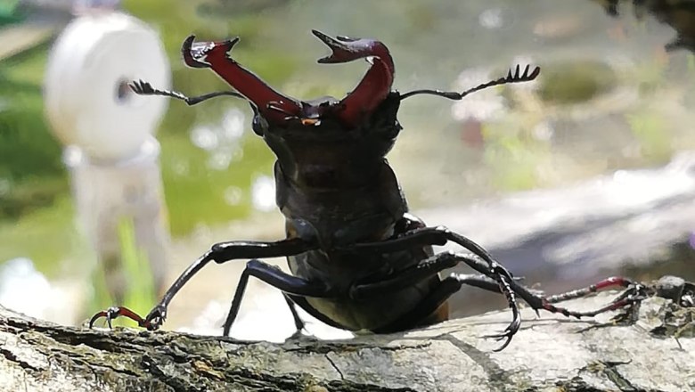 bidg5373_hirschkaefer_ausschn_c_tina-perina, © Tina Perina Nahaufnahme eines Hirschkäfers auf einem Ast.