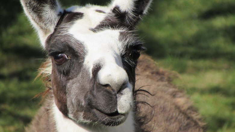 Lama2go, © Karin Rührer Lama2go, © Karin Rührer