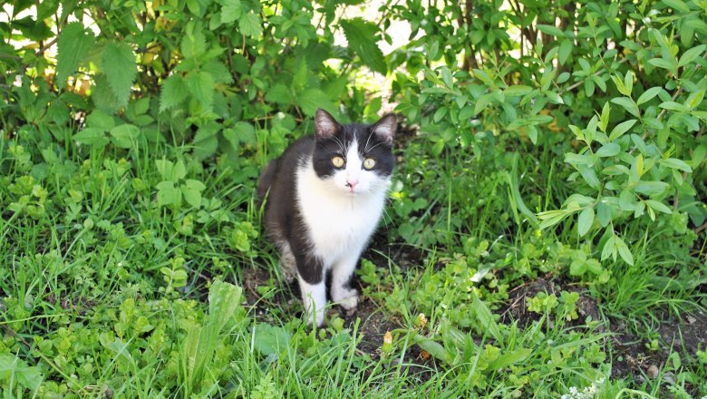 Kater Pederl, © Patrick Leitner Kater Pederl, © Patrick Leitner