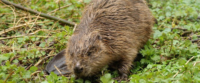 Biber, © Baumgartner Biber, © Baumgartner