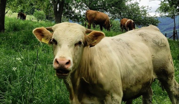 Mostheuriger Reisberg_kuh, © Mostheuriger Reisberg Mostheuriger Reisberg_kuh, © Mostheuriger Reisberg