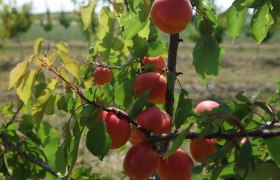 Unsere Marillen, © Marillenglück Zimmermann Unsere Marillen, © Marillenglück Zimmermann