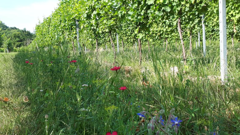 TDR-Weingarten, © Weinbau Hauber Weinreben in einem Weingarten mit Wildblumen im Vordergrund.