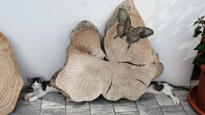 die längste Katze der Welt, © Martina Bachzelt die längste Katze der Welt, © Martina Bachzelt