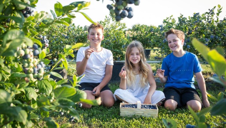 Köstliche Heidelbeeren, © Wurzers Genuss- und Erlebnishof Köstliche Heidelbeeren, © Wurzers Genuss- und Erlebnishof