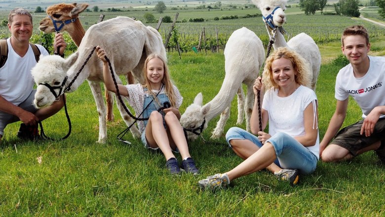 Kamptal Alpakas, © Kamptal Alpakas, Herr Popp Kamptal Alpakas, © Kamptal Alpakas, Herr Popp
