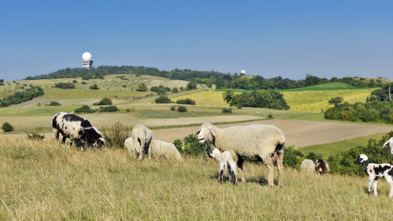 Unsere Rasenmääääher, © Robert Herbst Unsere Rasenmääääher, © Robert Herbst