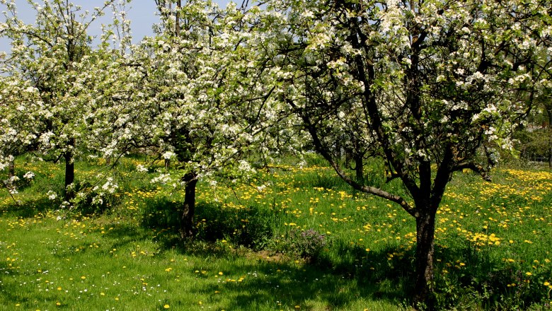 Frühling am Wagram, © Gemeinde Absdorf