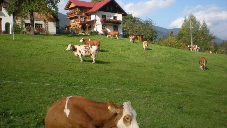 Die Salcheck-Kühe beim Faulenzen auf der Wiese, © Ferienhof Salcheck