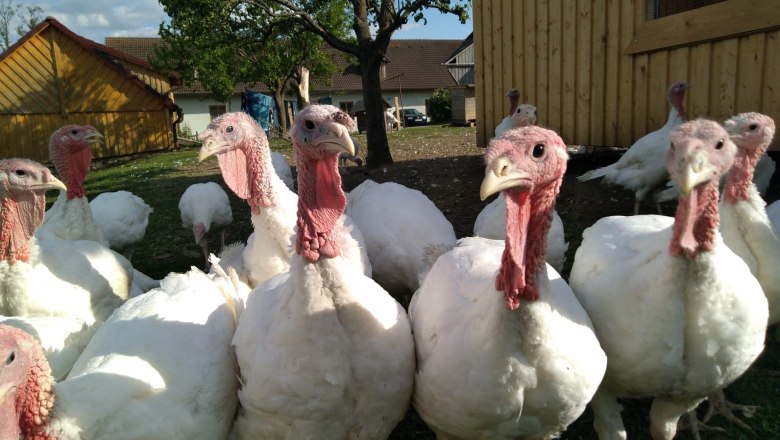 Puten, © Familie Waltenberger Puten, © Familie Waltenberger