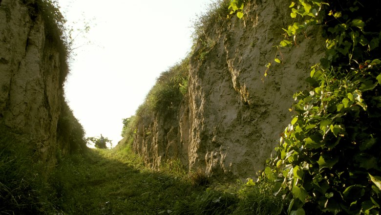 Wein- und Naturlehrpfad Hammergraben, © Gemeinde Fels am Wagram Ein schmaler, grasbewachsener Pfad zwischen hohen, erdigen Wänden mit Pflanzenbewuchs.