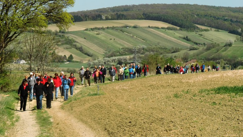 Wandern in Sieghartskirchen, © Marktgemeinde Sieghartskirchen Gruppe von Menschen wandert auf einem Feldweg in einer hügeligen Landschaft.