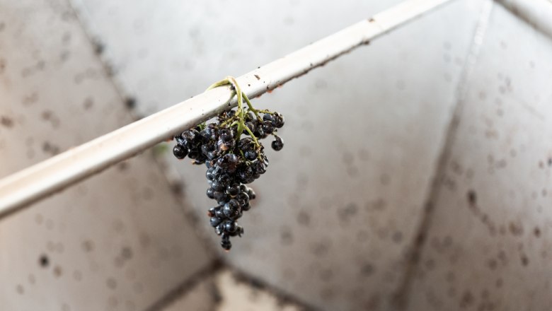 Bei der Weinlese, © Phiilipp Horak Einzelne Traube hängt an einem Metallstab in einem Weintank.