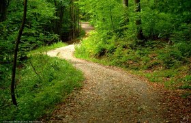 Waldweg zw. Unter- und Oberhegerberger, © Christian Wolfsgruber Waldweg zw. Unter- und Oberhegerberger, © Christian Wolfsgruber