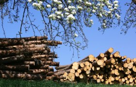 Idyllische Birnbaumblüte, © Illich-Edlinger Hans Idyllische Birnbaumblüte, © Illich-Edlinger Hans