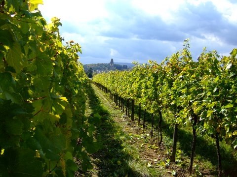 Weingarten, © Weingut Kas-Nigl Weinreben in einem sonnigen Weingarten mit einem Turm im Hintergrund.