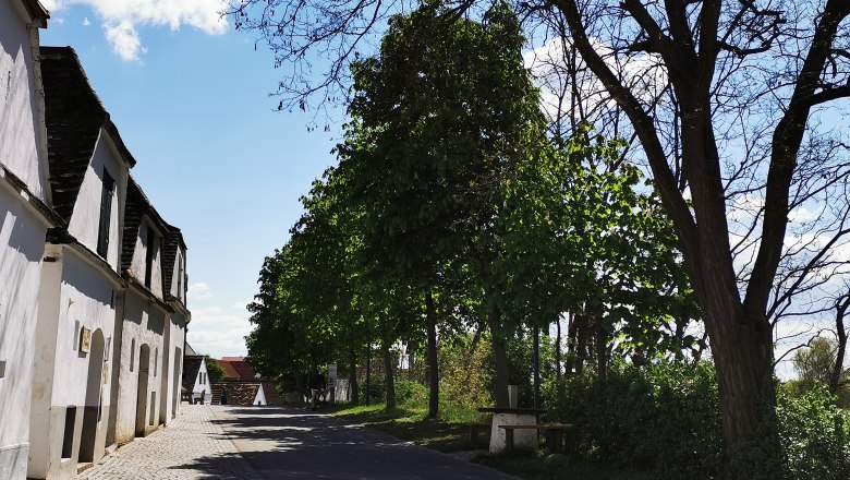 Kellergasse Zipf, © Weinstraße Weinviertel Kellergasse in Mailberg mit Bäumen und blauem Himmel.