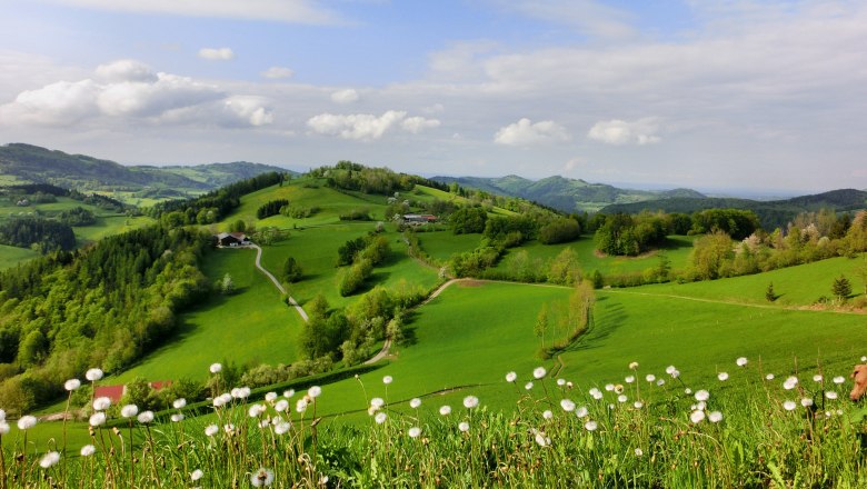 Ausblick Schnabelsteinrunde, © Franz Forstner Grüne Hügellandschaft mit Löwenzahn im Vordergrund und bewölktem Himmel.