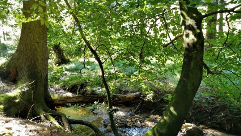 Waldluftbaden, © W.I.I.TT Waldluftbaden, © W.I.I.TT