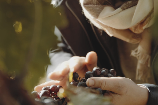 Die Trauben haben ihre vollständige Reife erreicht, © We Make Stories Die Trauben haben ihre vollständige Reife erreicht, © We Make Stories