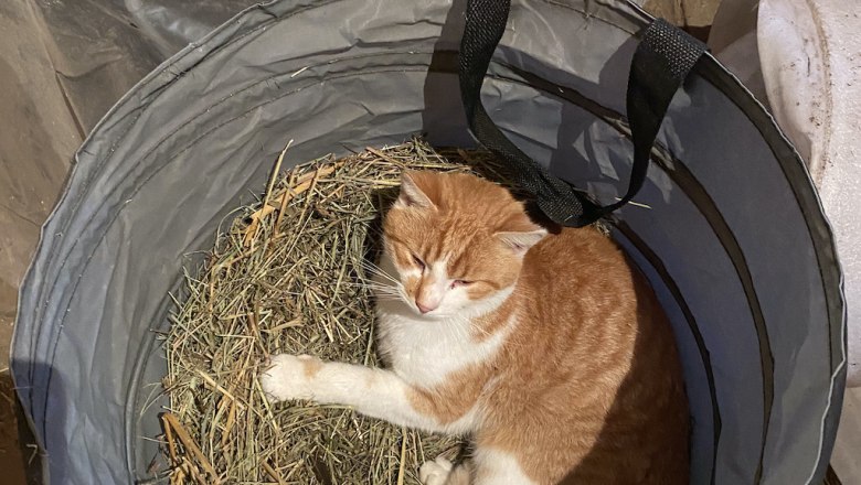 Julian der Mäusefänger, © ALZV - Rudolf Bauer, MBA Julian der Mäusefänger, © ALZV - Rudolf Bauer, MBA