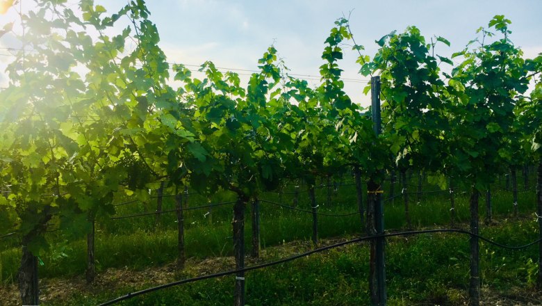 Weingarten, © Fam. Ritz Weinreben in einem sonnigen Weingarten.