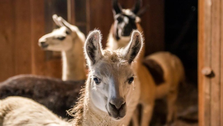 Ötscherlamas, © Martina Burzin Drei Lamas in einem Stall, eines im Vordergrund, die anderen im Hintergrund.