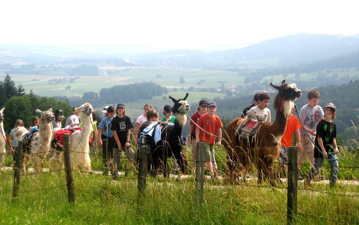 Lama - Ranch, © Familie Rappersberger Gruppe von Menschen und Lamas auf einem Wanderweg mit Landschaft im Hintergrund.