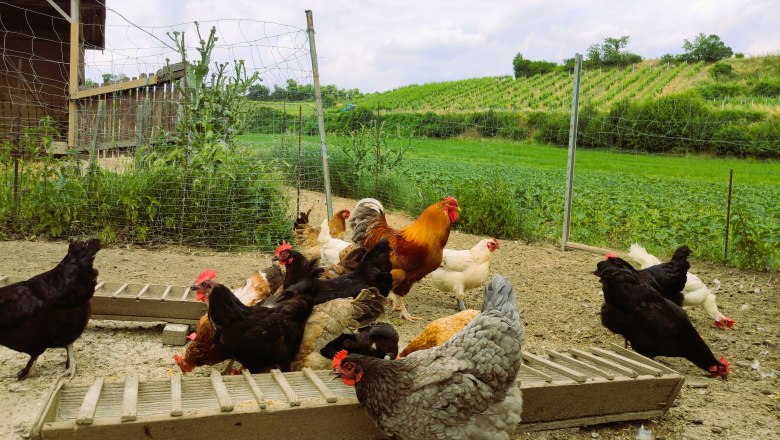 Hühner, © Fam. Heinrich Mehrere Hühner eingezäunt im Vordergrund