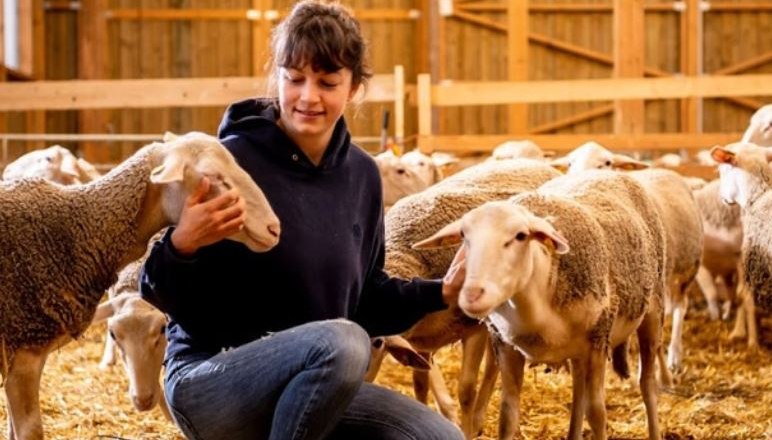 Schafkäse von der Milch der eigenen "Michlmäderln", © Milchmäderl Schafkäse von der Milch der eigenen "Michlmäderln", © Milchmäderl