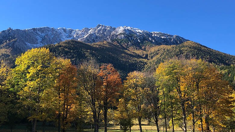 Goldener Herbst, © Angelika Burger Herbstliche Landschaft mit bunten Bäumen und schneebedeckten Bergen im Hintergrund.