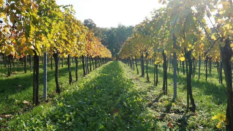 TDR-Weingarten, © Weinbau Hauber Ein Weingarten mit Reihen von Rebstöcken und herbstlich gefärbten Blättern unter strahlendem Sonnenschein.
